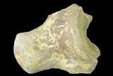 Fossil Mosasaur (Platecarpus) Vertebra - Kansas #136666-1